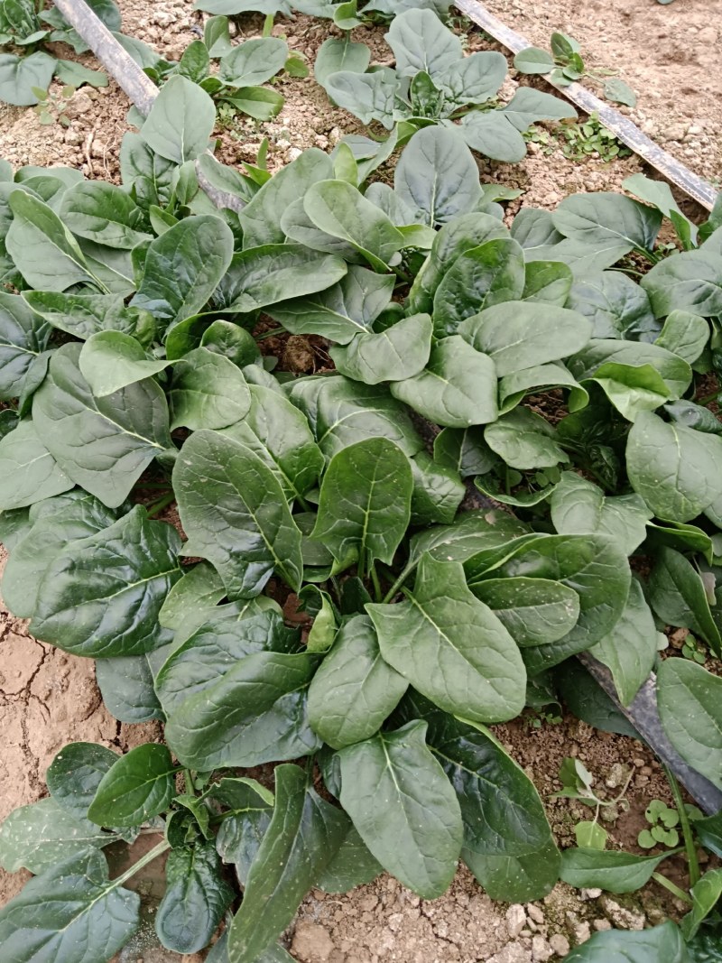 陕西咸阳淳化菠菜大量上市，欢迎客商前来订购