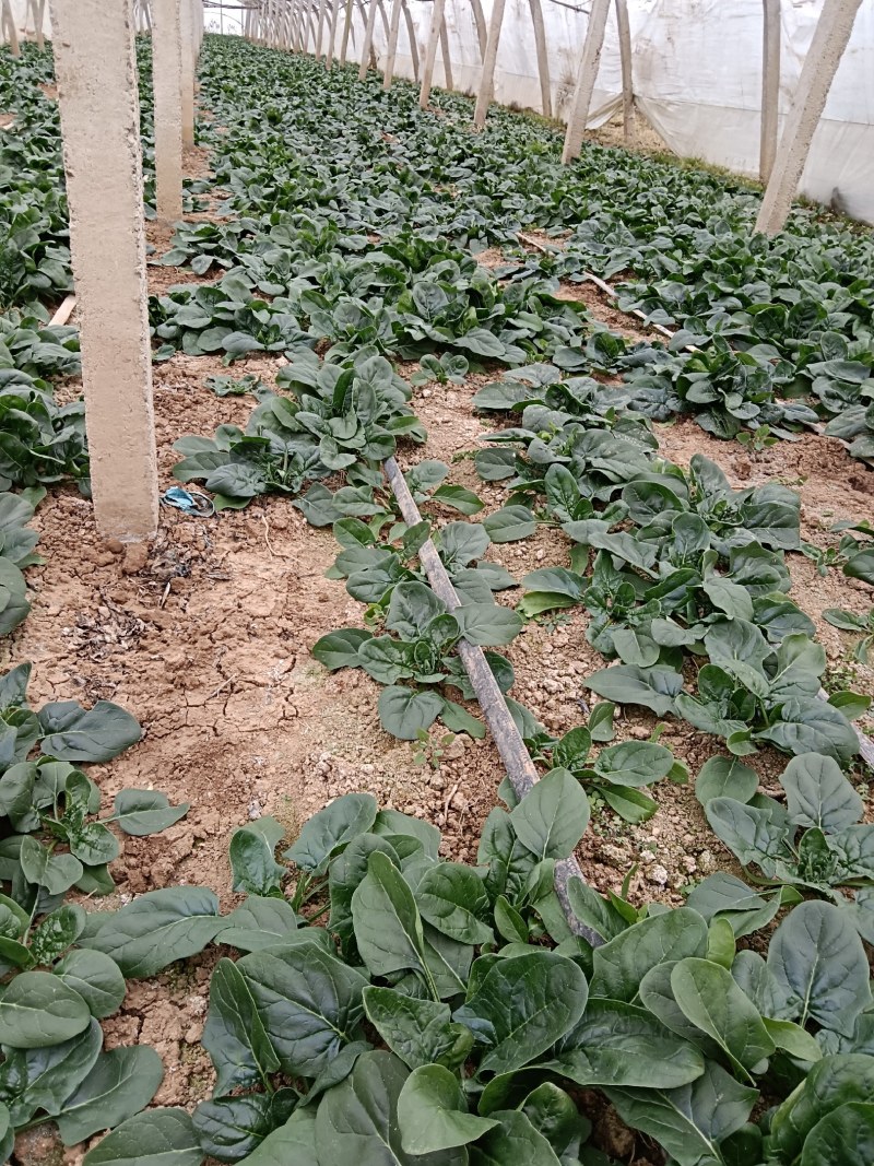 陕西咸阳淳化菠菜大量上市，欢迎客商前来订购