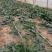 陕西咸阳淳化菠菜大量上市，欢迎客商前来订购