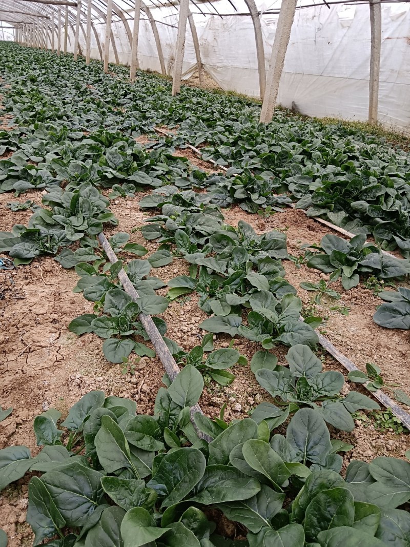 陕西咸阳淳化菠菜大量上市，欢迎客商前来订购
