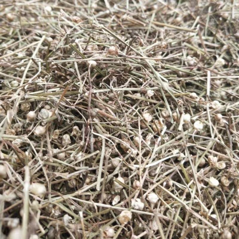 白花蛇舌草农副产品不满意可退换货保证正品