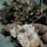 土茯苓