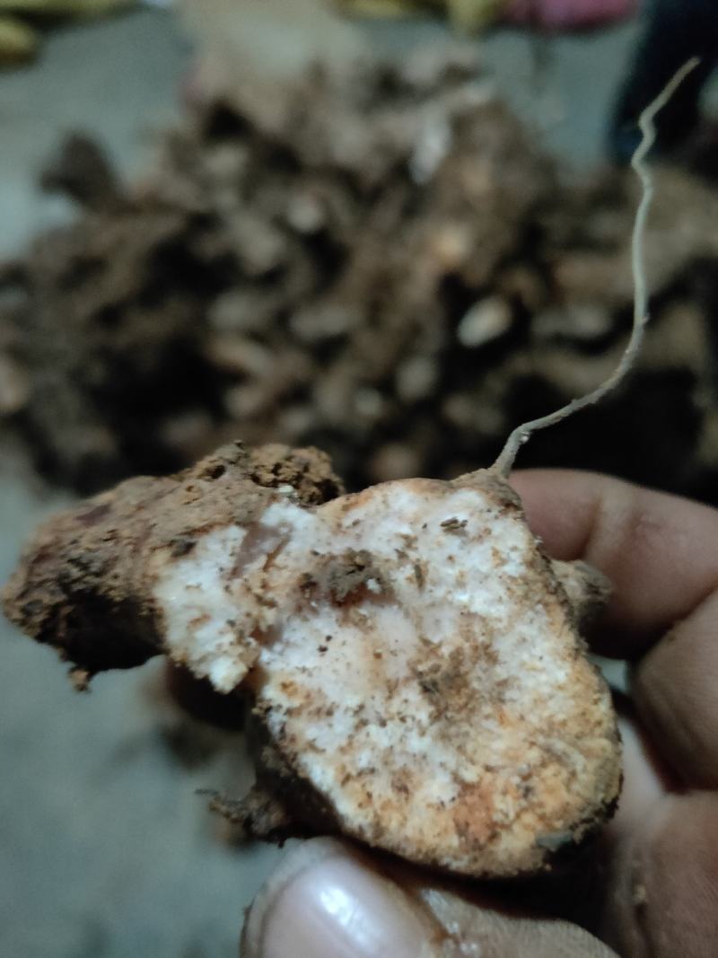 土茯苓