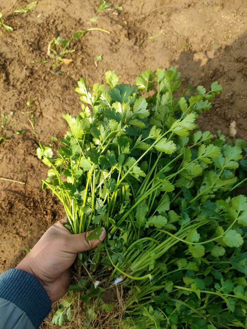 香菜，聊城东昌府区沙镇铁杆青香菜一级，大量现货供应