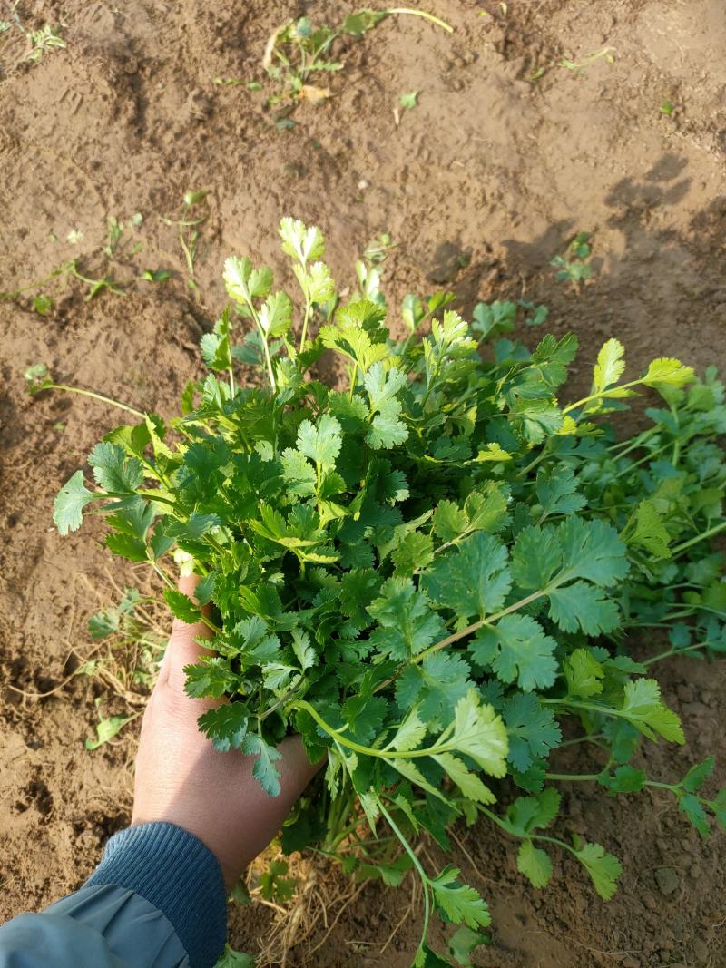香菜，聊城东昌府区沙镇铁杆青香菜一级，大量现货供应
