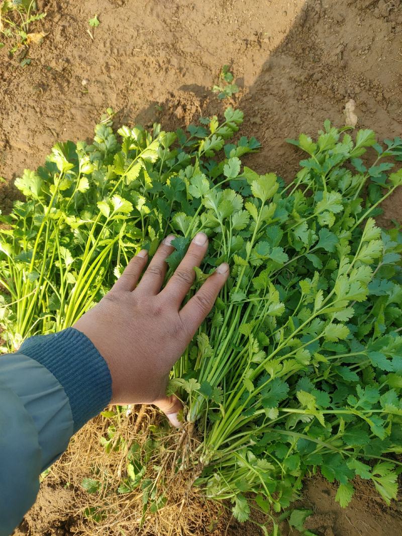 香菜，聊城东昌府区沙镇铁杆青香菜一级，大量现货供应