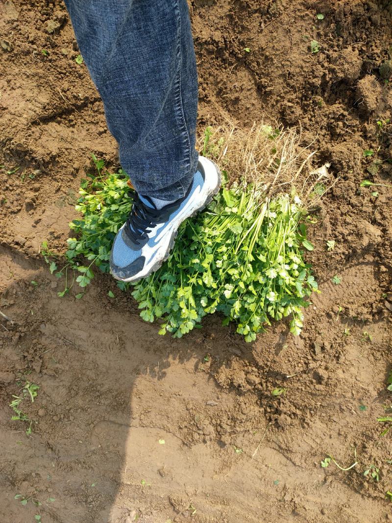香菜，聊城东昌府区沙镇铁杆青香菜一级，大量现货供应