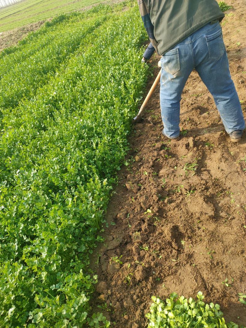 香菜，聊城东昌府区沙镇铁杆青香菜一级，大量现货供应