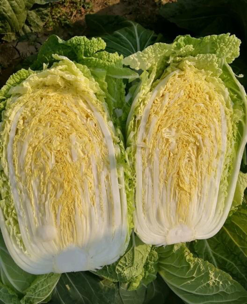 山东黄心白菜，山东潍坊黄心白菜，产地一手货源