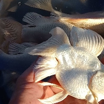 蝴蝶鲤