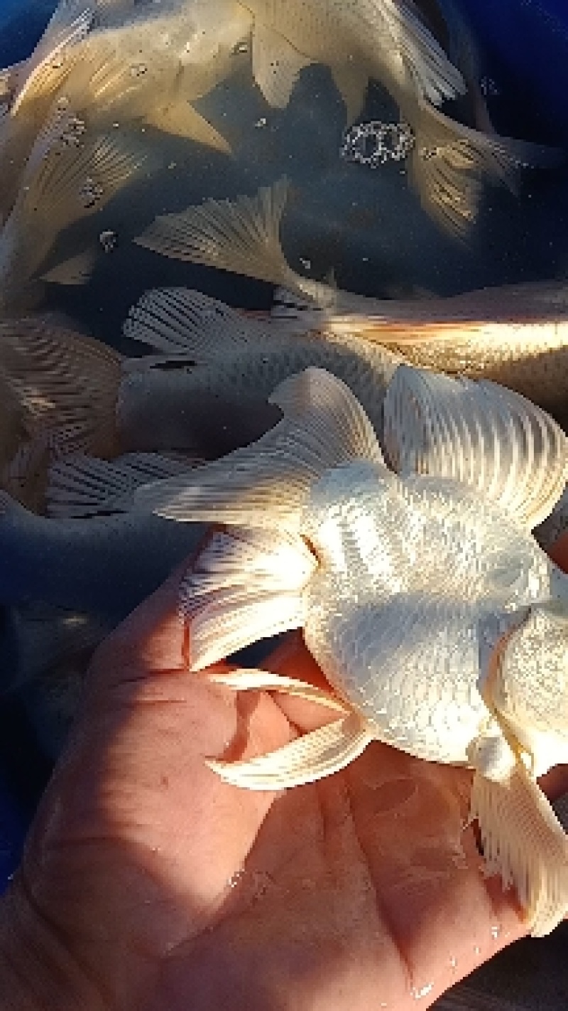 蝴蝶鲤