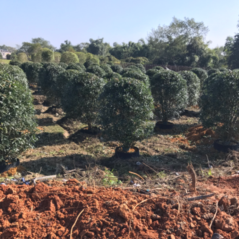 精品丛生金桂地笼子桂花，假植容器苗苗场规模化大量供应中