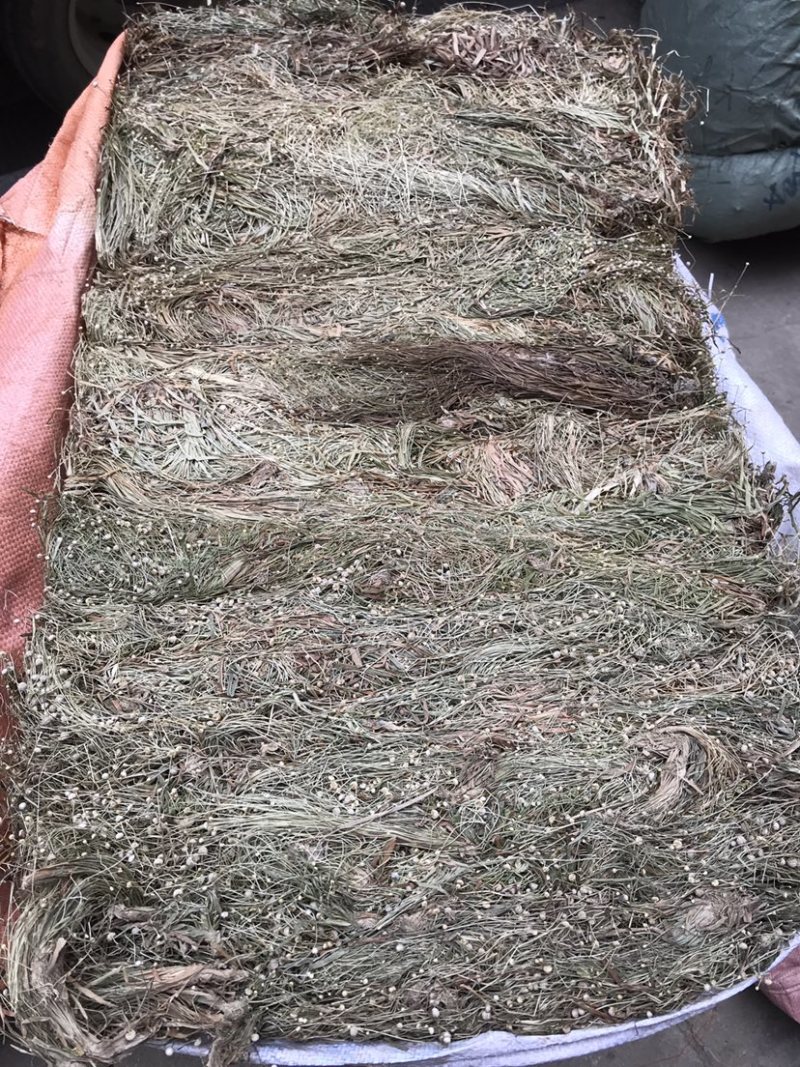 广西谷精草一手货源，产地直销