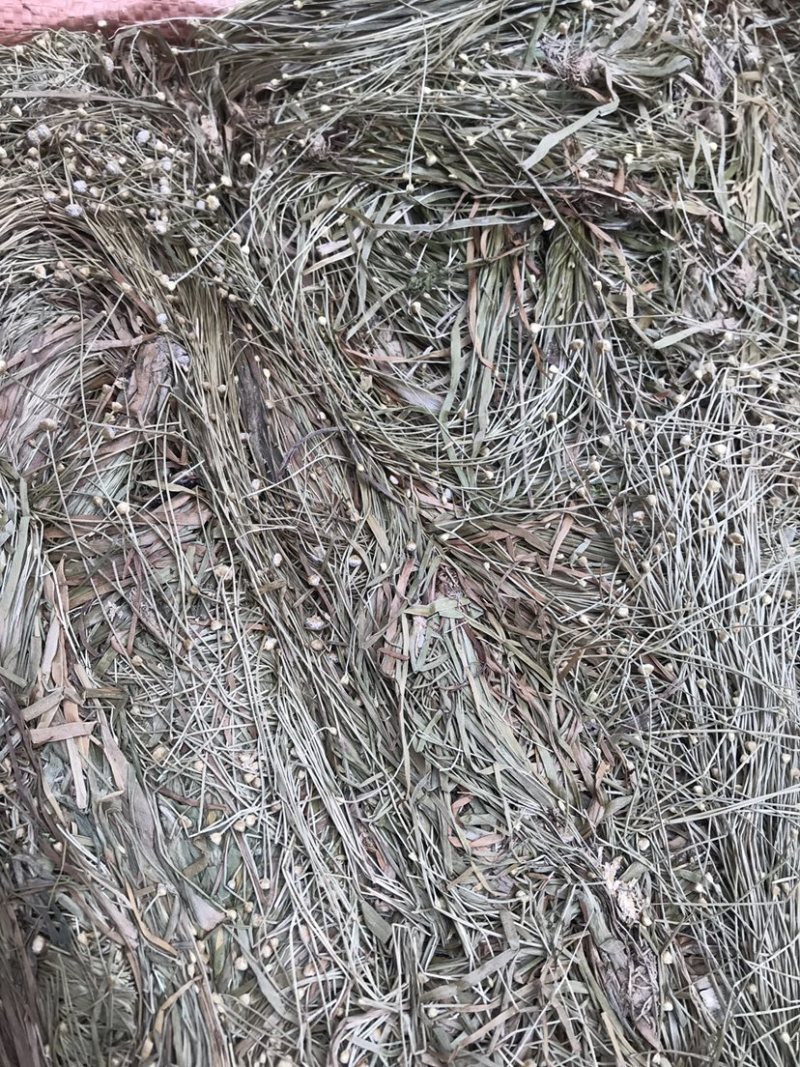 广西谷精草一手货源，产地直销