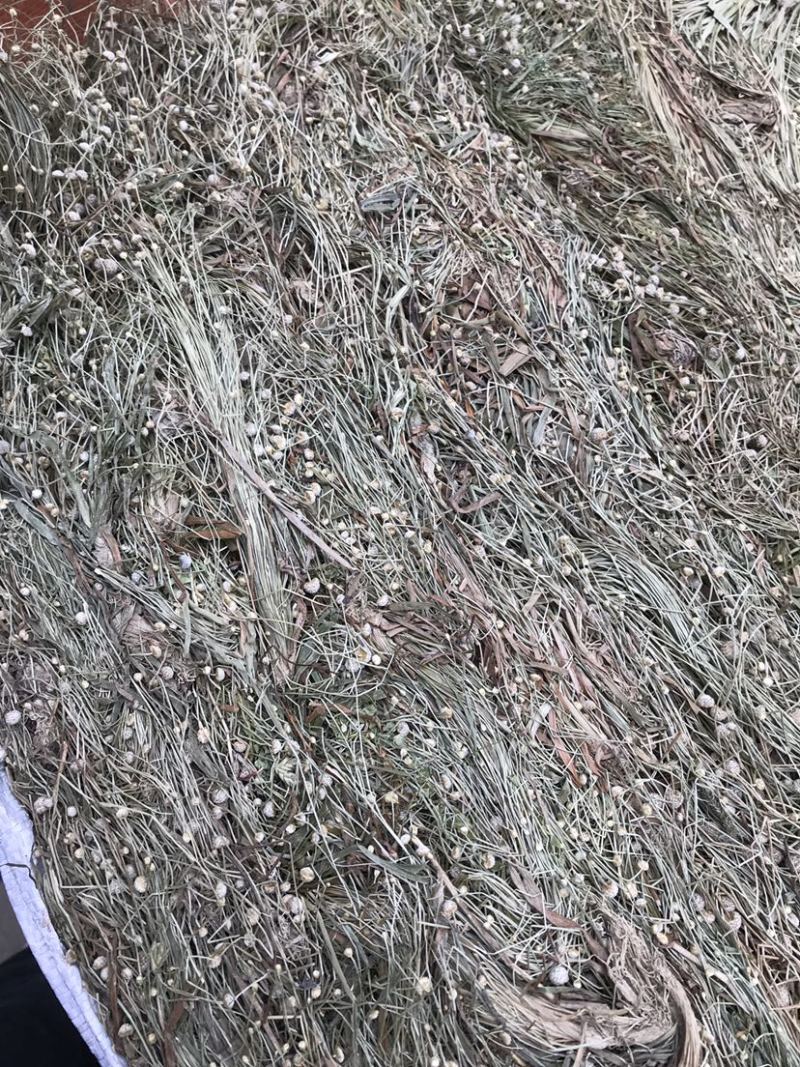 广西谷精草一手货源，产地直销