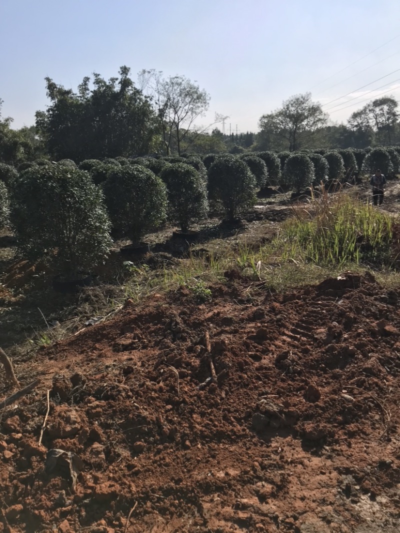 精品丛生金桂地笼子桂花，假植容器苗苗场规模化大量供应中