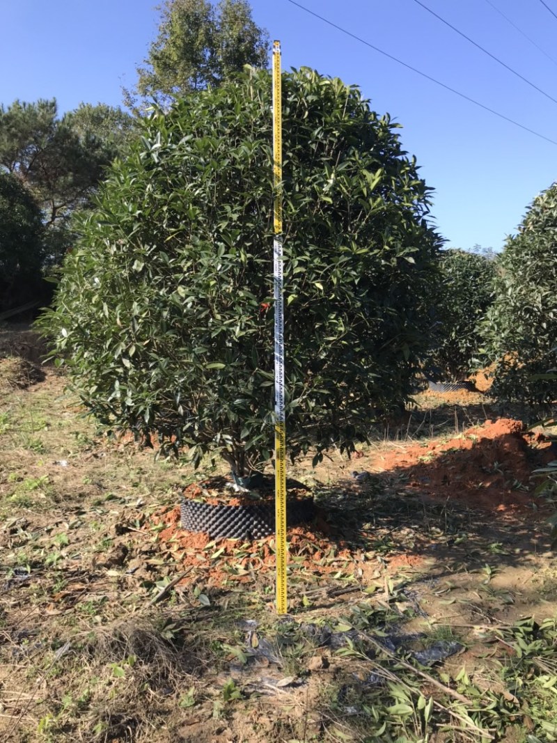 精品丛生金桂地笼子桂花，假植容器苗苗场规模化大量供应中