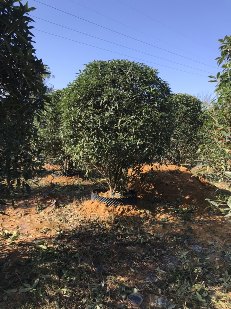 精品丛生金桂地笼子桂花，假植容器苗苗场规模化大量供应中