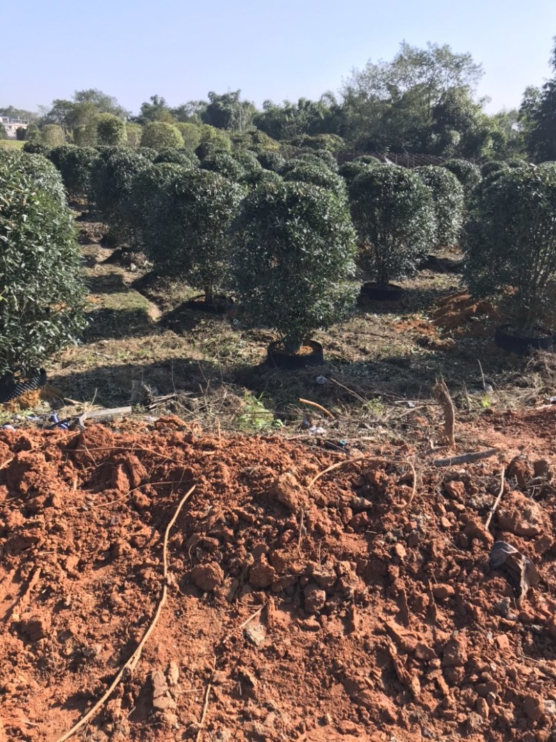 精品丛生金桂地笼子桂花，假植容器苗苗场规模化大量供应中