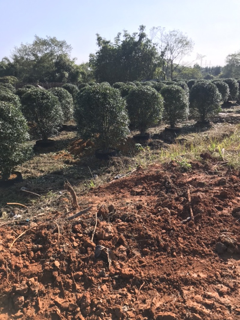 精品丛生金桂地笼子桂花，假植容器苗苗场规模化大量供应中