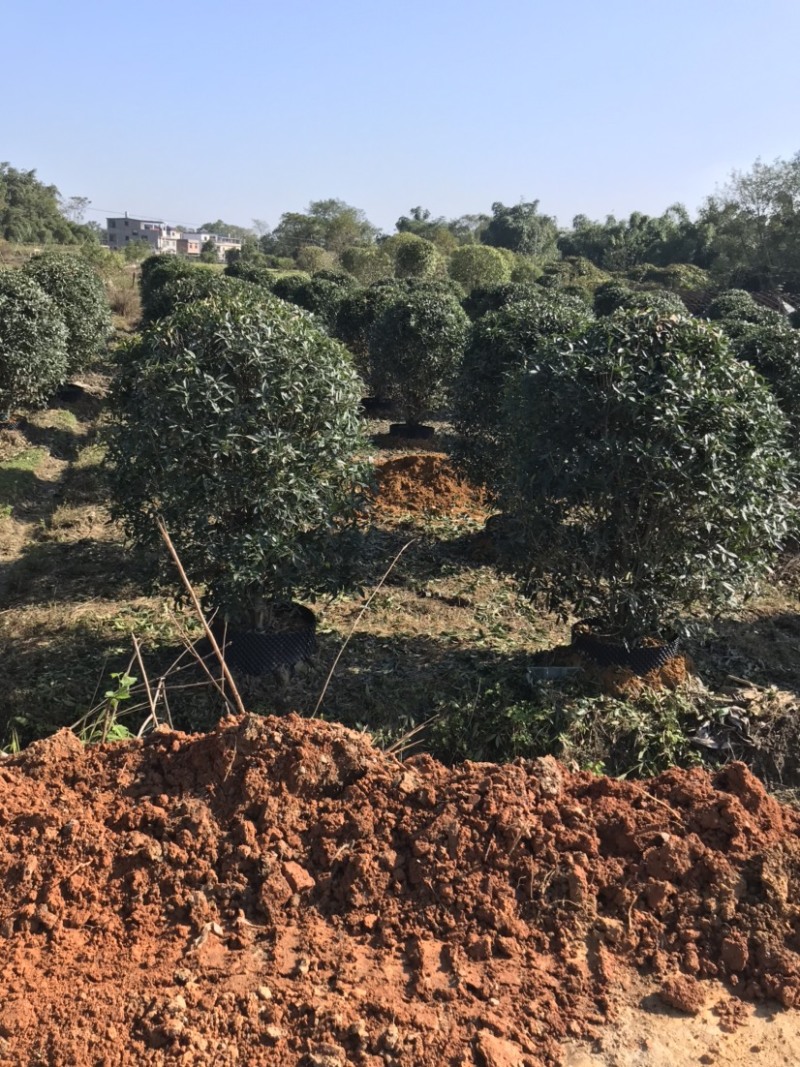 精品丛生金桂地笼子桂花，假植容器苗苗场规模化大量供应中