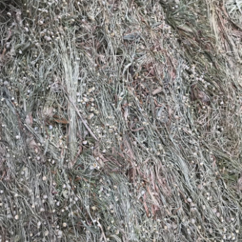 广西谷精草一手货源，产地直销