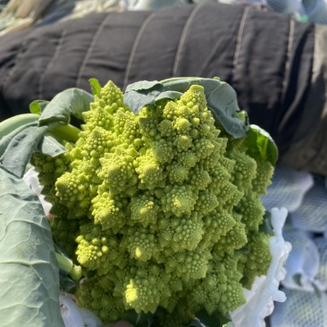 宝塔菜花大量上市需要的老板联系