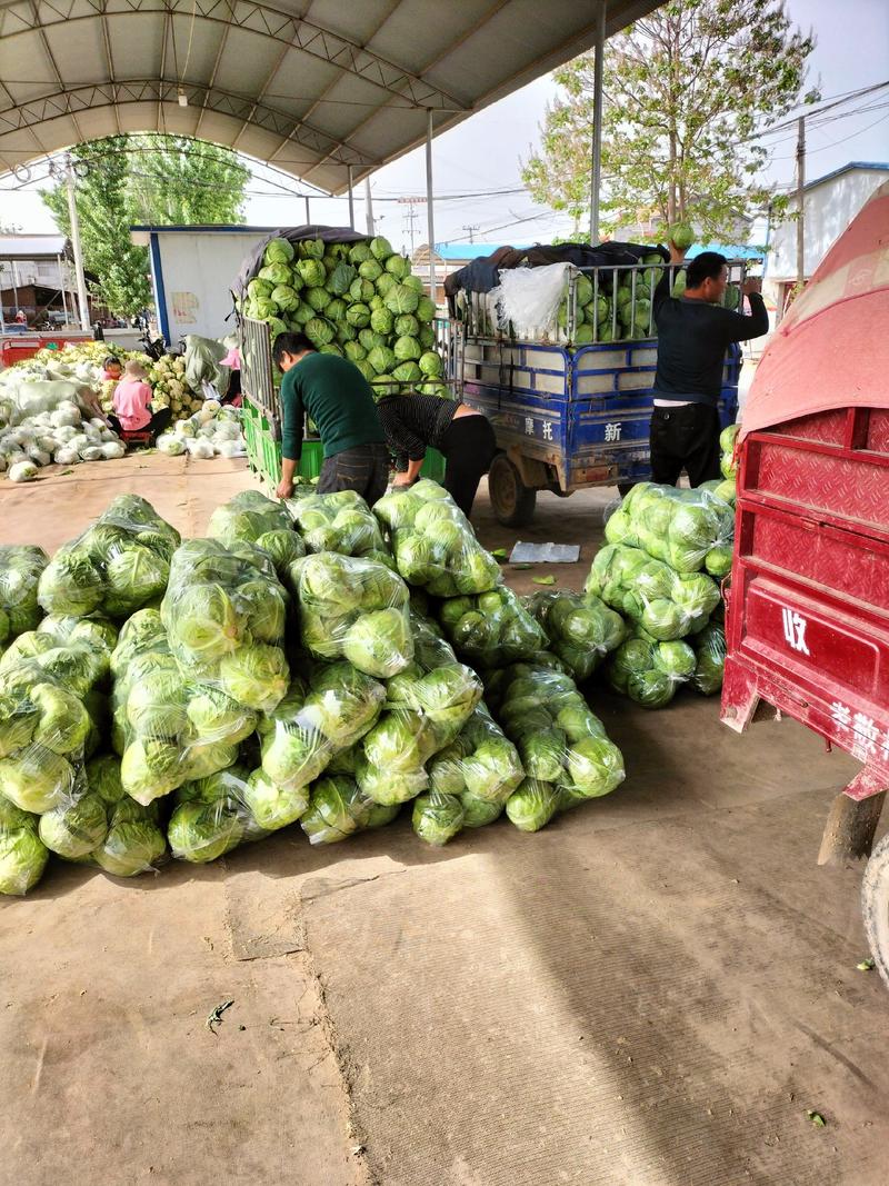 甘蓝圆包菜大量上市，博爱万亩蔬菜基地全国发货