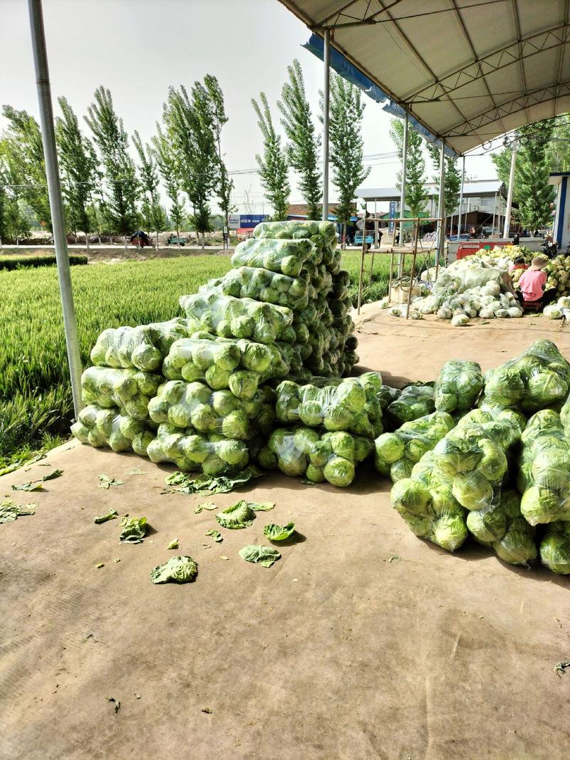 甘蓝圆包菜大量上市，博爱万亩蔬菜基地全国发货