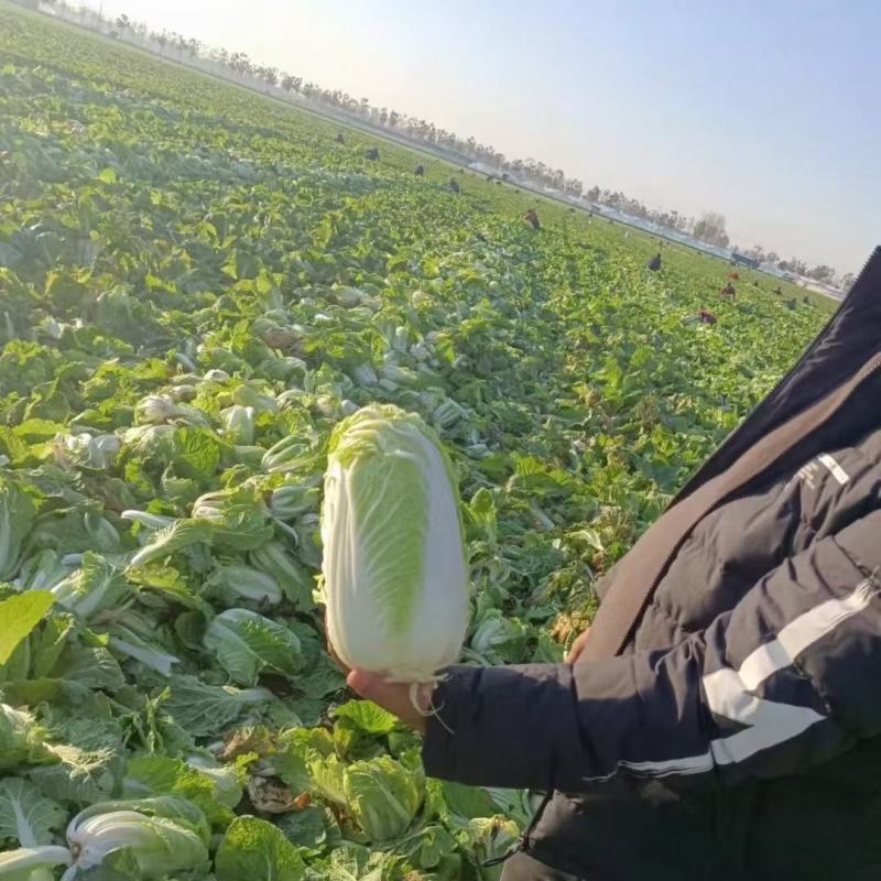 精品小娃娃菜，大量上市，产地直发，欢迎老板采购，诚信合作。