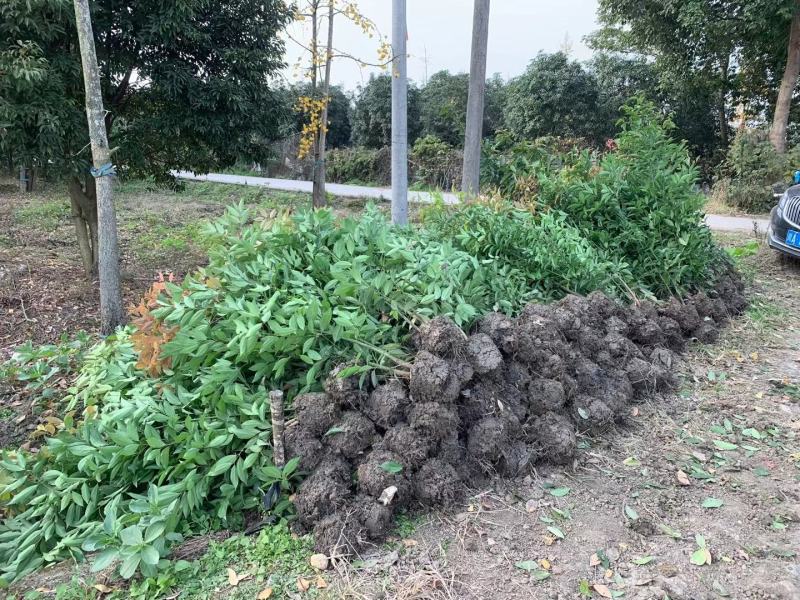 四川成都温江出售大量精品天竺桂丛生天竺桂绿篱天竺桂