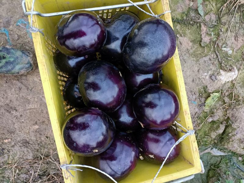 茄子圆茄子新鲜现摘质量好价格低诚信合作一手货源欢迎来电