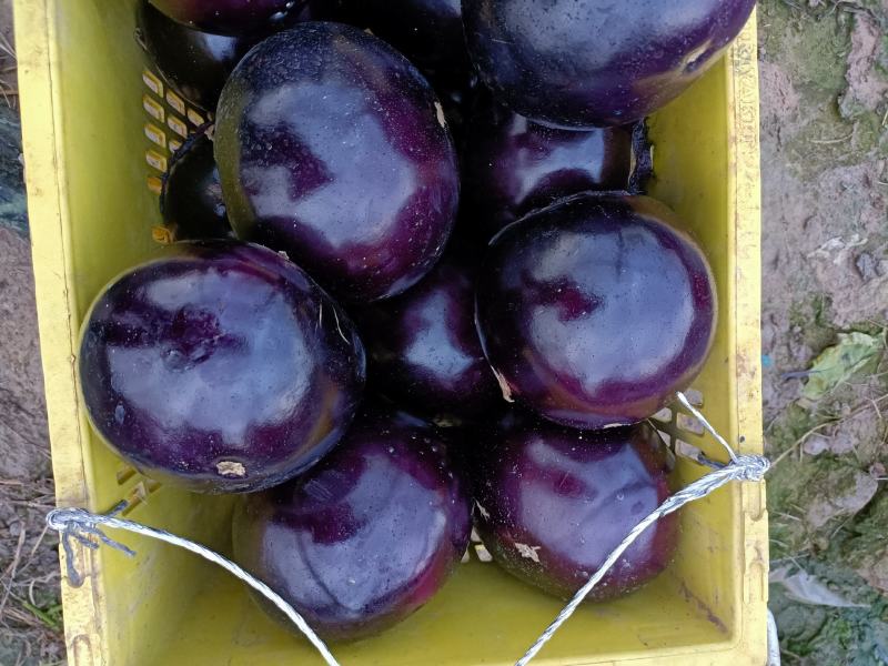 茄子圆茄子新鲜现摘质量好价格低诚信合作一手货源欢迎来电
