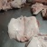 猪头肉，半成品，干货无冰无水，全部采用优质头