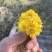 野生菊花一手货批发