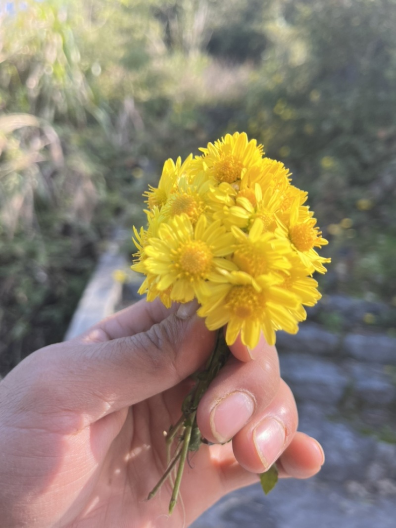 野生菊花一手货批发