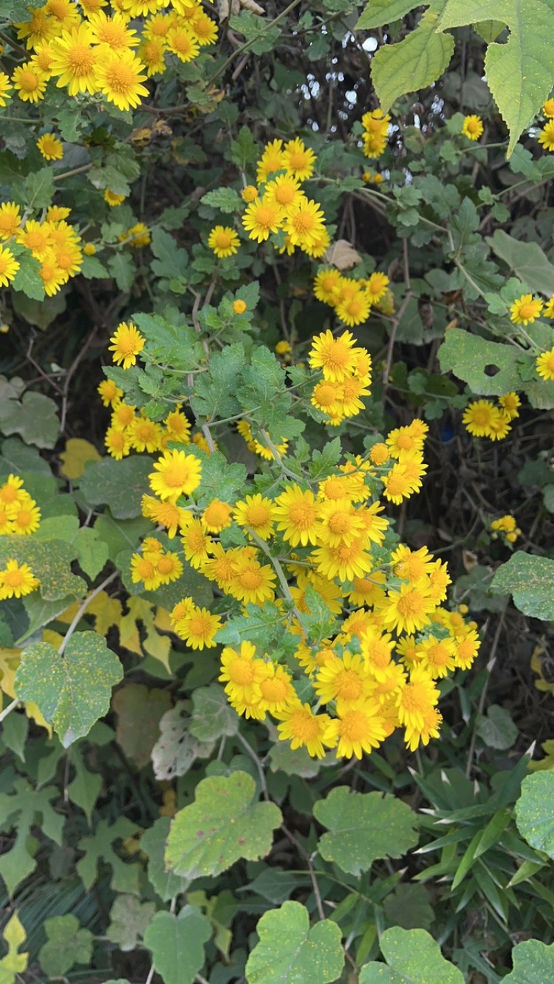 野生菊花一手货批发