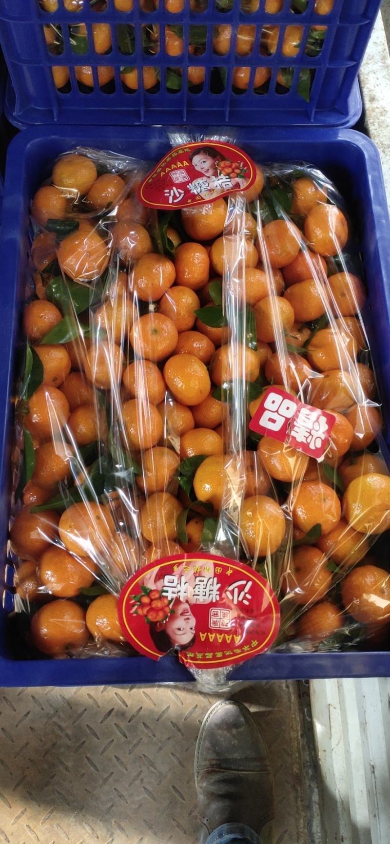 砂糖橘中小果次果大泡果
