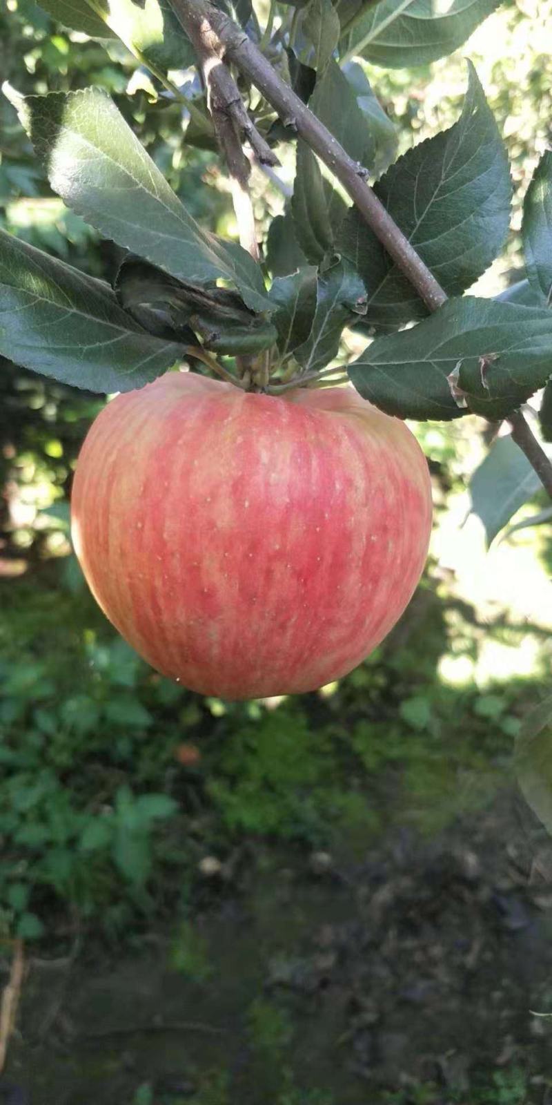 苹果苗众成三号一号土歧美味维纳斯黄金矮化苹果苗