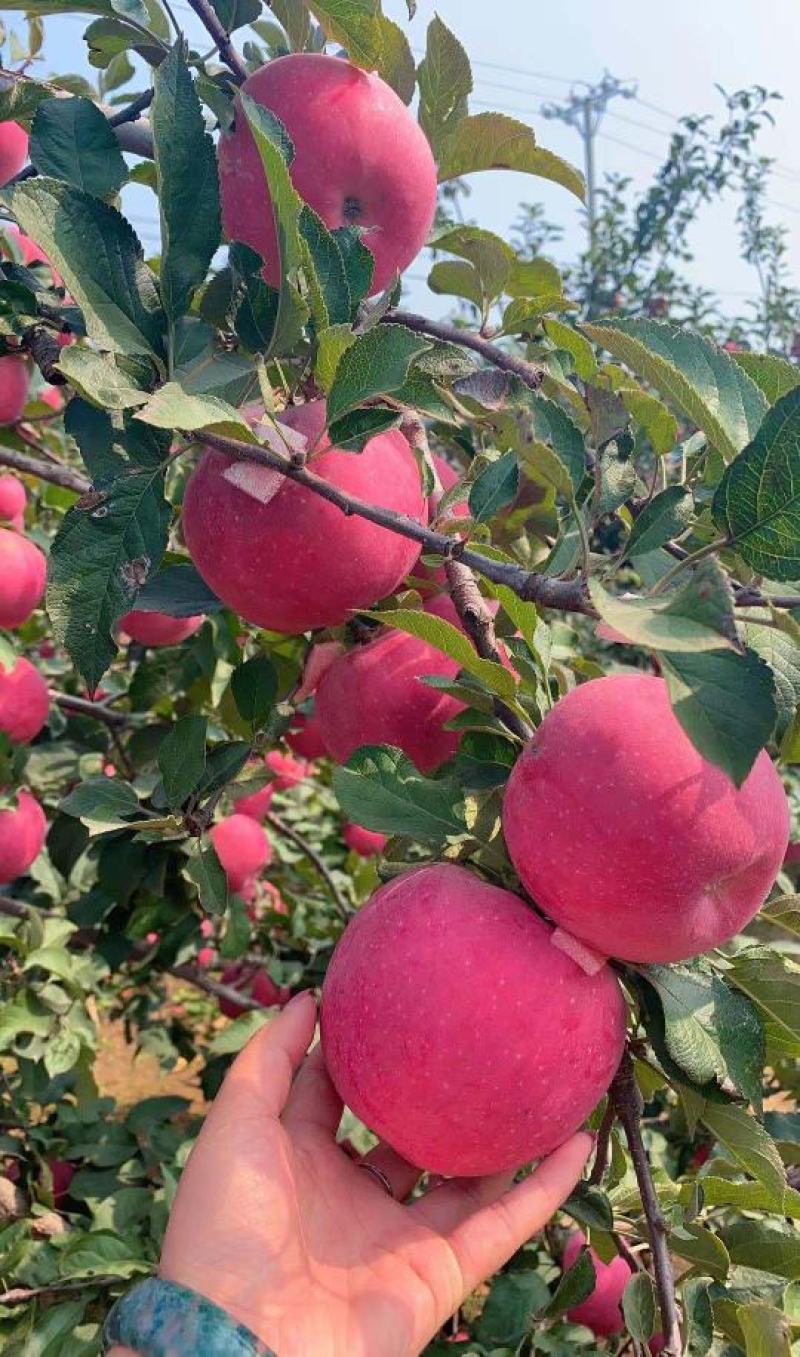 苹果苗众成三号一号土歧美味维纳斯黄金矮化苹果苗