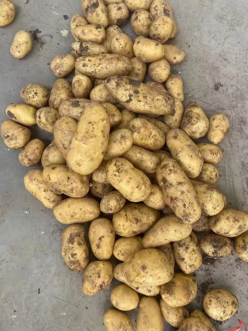 【优质】山东荷兰十五土豆货源充足代发全国