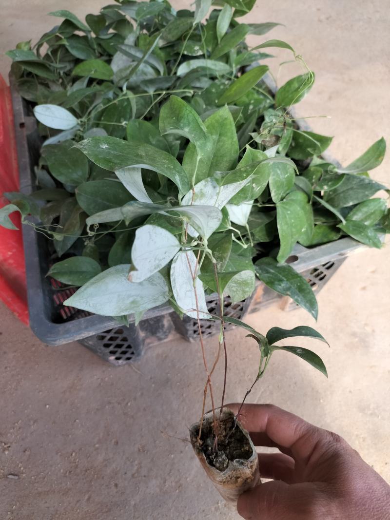 土茯苓杯苗
