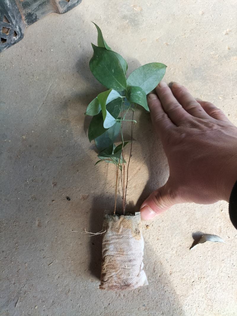 土茯苓杯苗