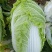 河北定州大量供应大白菜黄心大白菜北京新三号大白菜