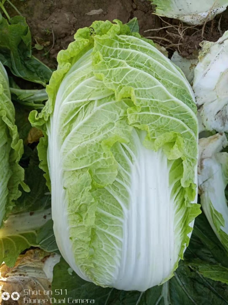 河北定州大量供应大白菜黄心大白菜北京新三号大白菜
