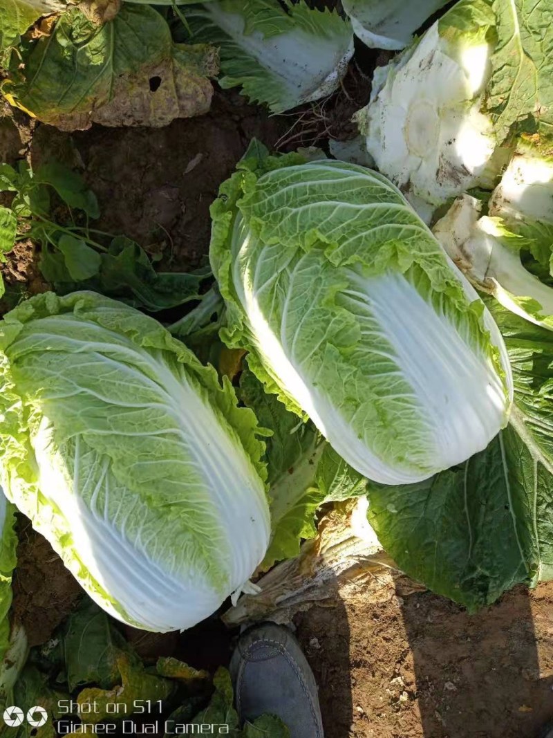 河北定州大量供应大白菜黄心大白菜北京新三号大白菜