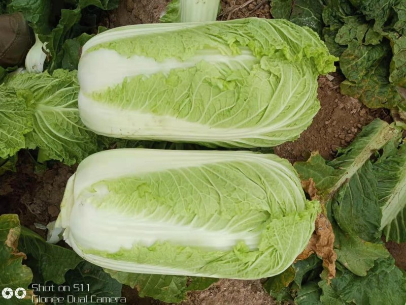 河北定州大量供应大白菜黄心大白菜北京新三号大白菜