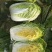 河北定州大量供应大白菜黄心大白菜北京新三号大白菜