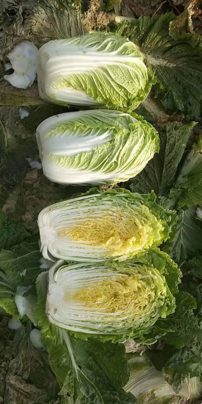河北定州大量供应大白菜黄心大白菜北京新三号大白菜