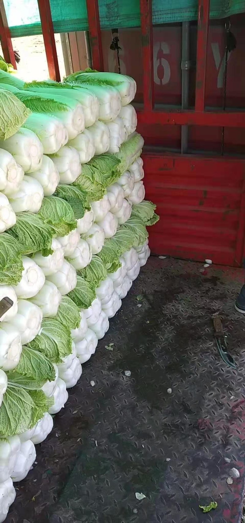 河北定州大量供应大白菜黄心大白菜北京新三号大白菜